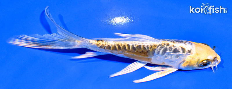 5.5" ARAGOKE KIN KIKOKURYU BUTTERFLY