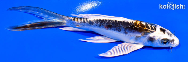 5.5" KIN KIKOKURYU BUTTERFLY