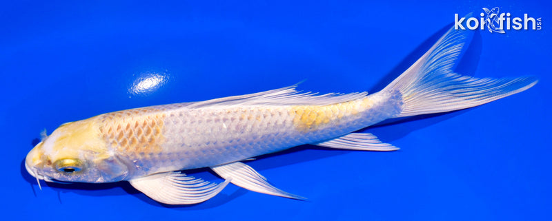 7.5" LEMON HARIWAKE BUTTERFLY