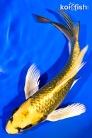 7.25" GINRIN KI MATSUBA BUTTERFLY