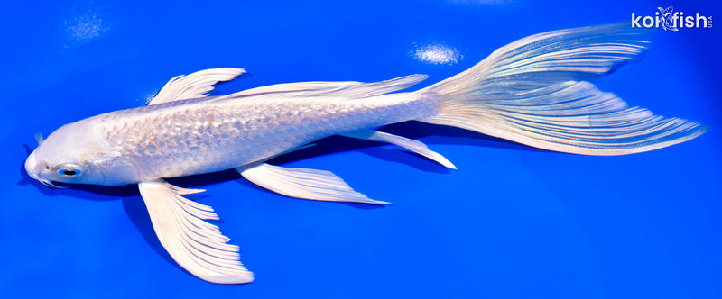 9" GINRIN PLATINUM OGON BUTTERFLY