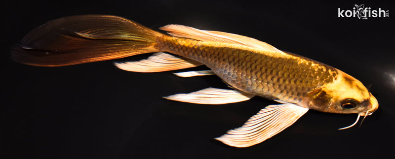 7.25" KI MATSUBA BUTTERFLY