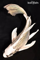 7.75" GIN MATSUBA BUTTERFLY