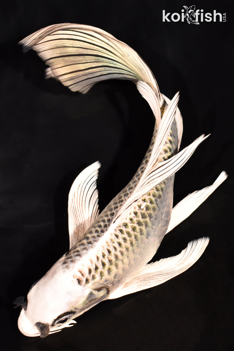 7.75" GIN MATSUBA BUTTERFLY