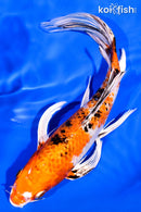 8.25" YAMATO NISHIKI BUTTERFLY