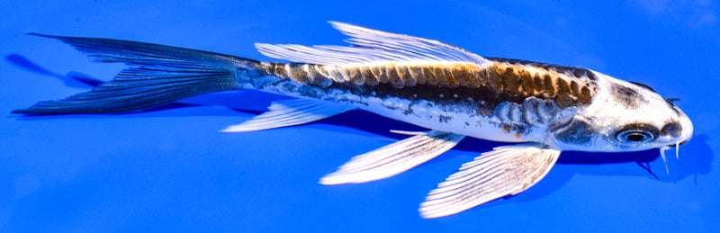 5.75" KIN KIKOKURYU BUTTERFLY