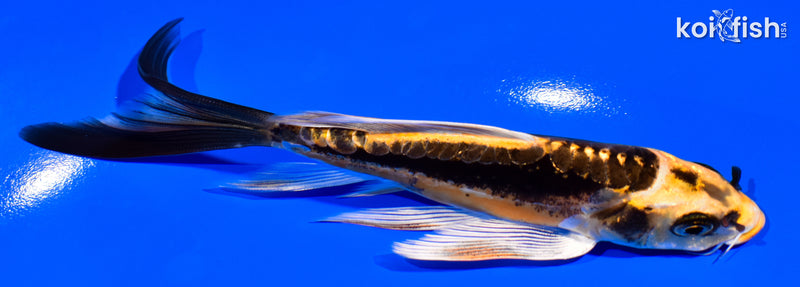 6" KIN KIKOKURYU BUTTERFLY