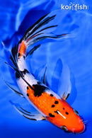 7.25" GINRIN SANKE BUTTERFLY