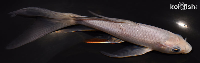 6.25" SORAGOI BUTTERFLY