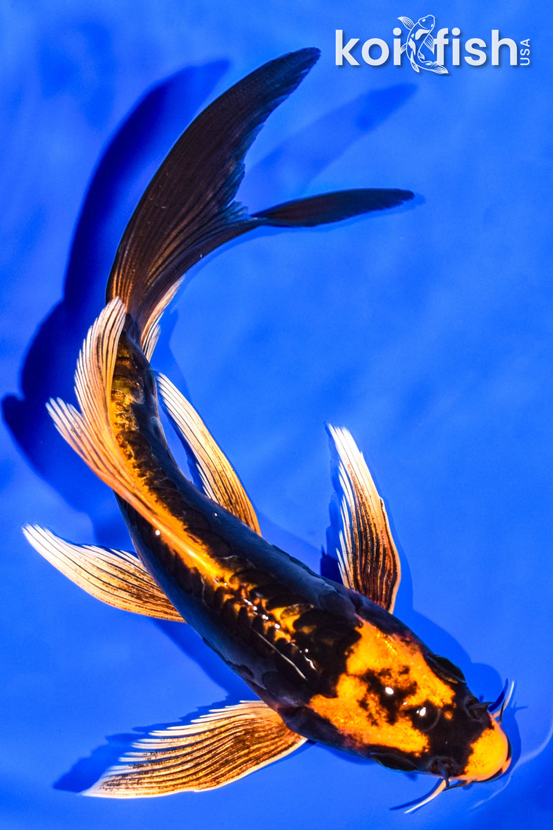 6.25" KABUTO BUTTERFLY