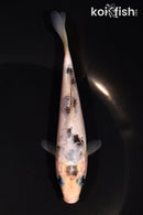 5" GINRIN SHIRO BEKKO