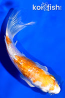 3.75" GINRIN HARIWAKE BUTTERFLY