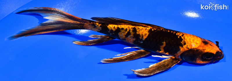 7.25" KIN HI UTSURI BUTTERFLY