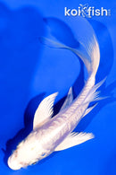 5.5" ARAGOKE PLATINUM OGON BUTTERFLY