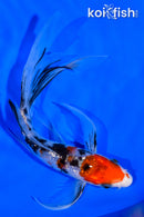 6" GINRIN SANKE BUTTERFLY