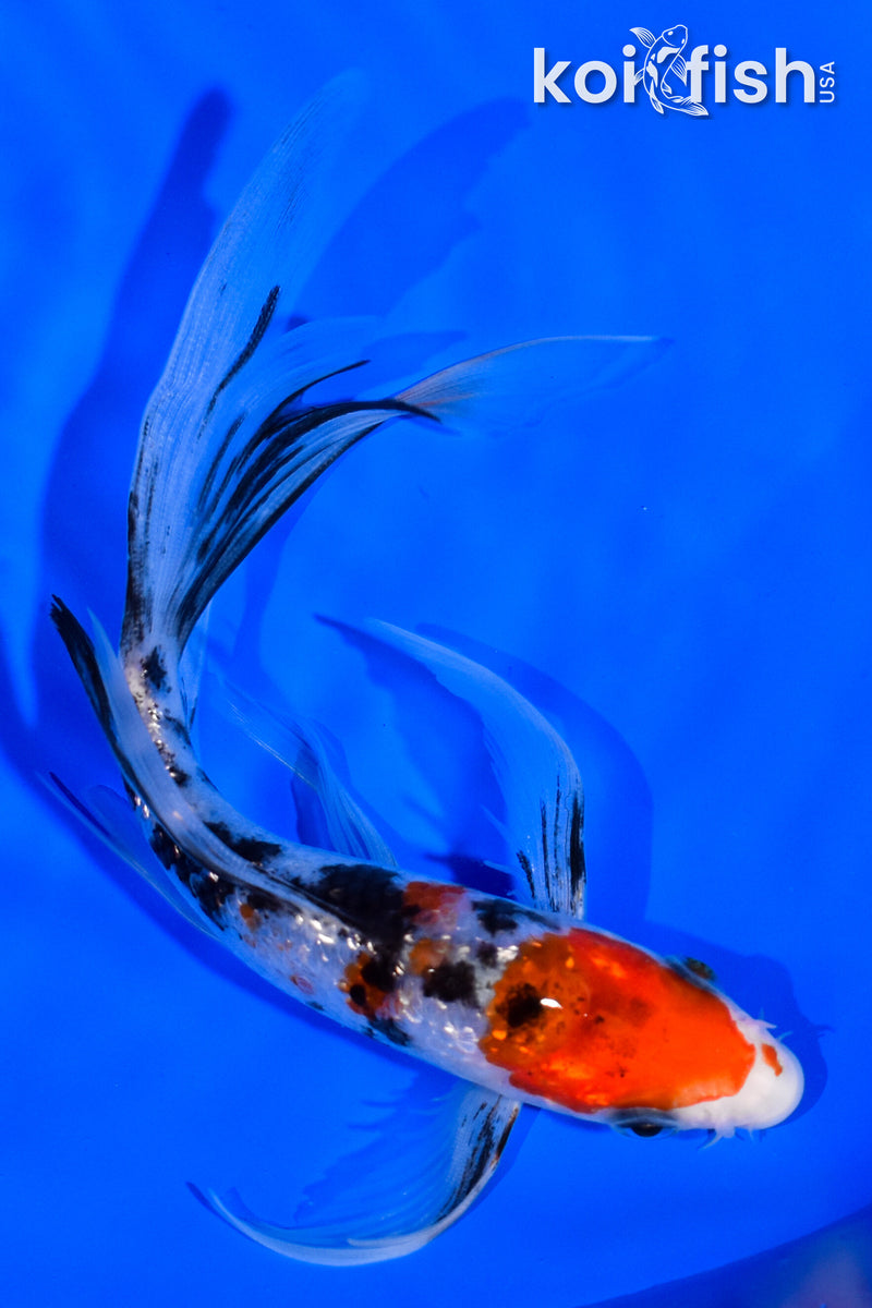 6" GINRIN SANKE BUTTERFLY