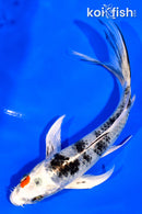 5.75" YAMATO NISHIKI BUTTERFLY