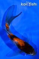 4.5" SHOWA BUTTERFLY