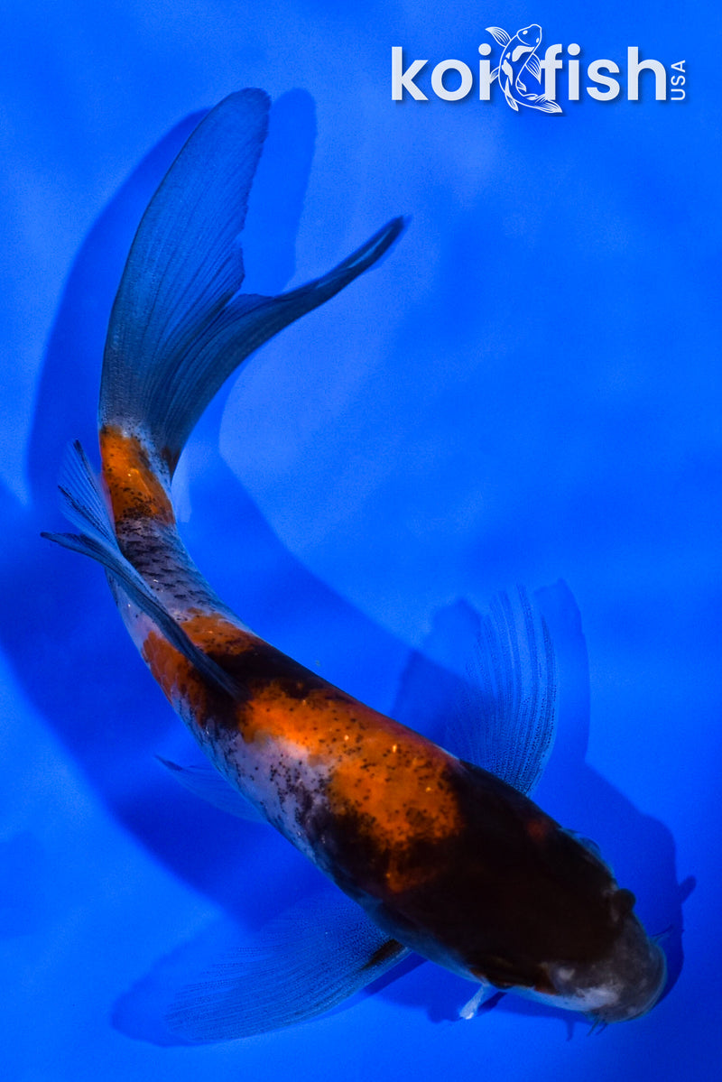 4.5" SHOWA BUTTERFLY