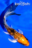 4" GINRIN KUJAKU BUTTERFLY