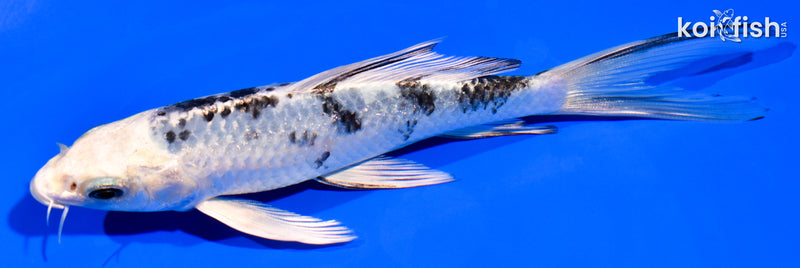 5.5" GINRIN GIN SHIRO BEKKO