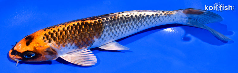 7.5" BENI GINGA