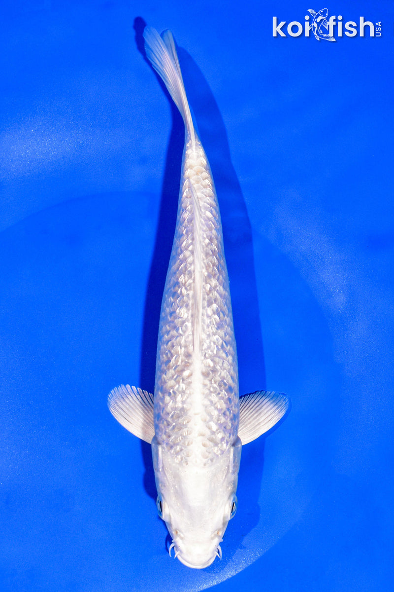 8.25" GINRIN PLATINUM OGON