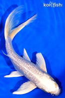 7.75" GINRIN PLATINUM OGON BUTTERFLY