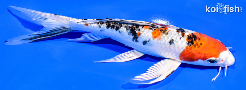 7.5" YAMATO NISHIKI BUTTERFLY
