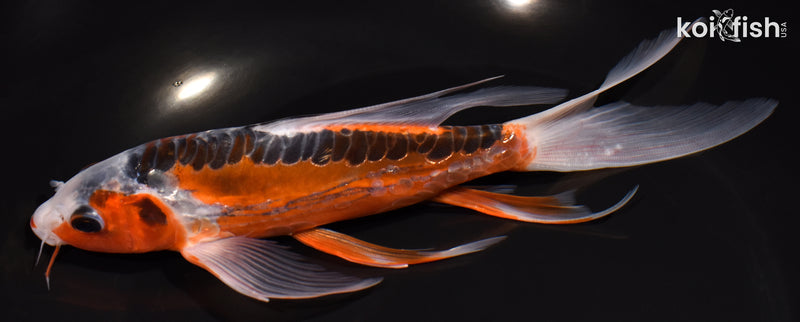 7.5" HI SHUSUI BUTTERFLY