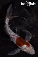 4.5" OCHIBA SHIGURE BUTTERFLY