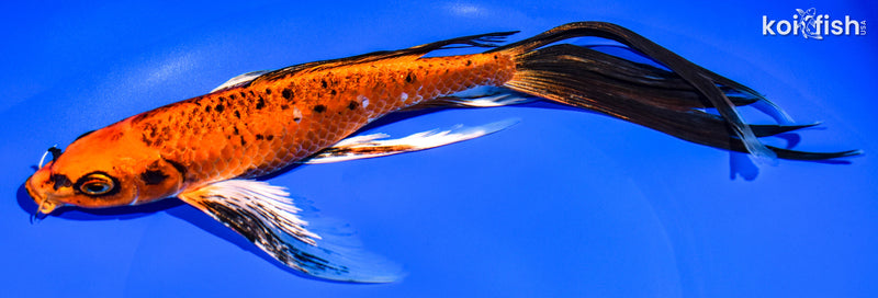 11.5" ORENJI MATSUBA BUTTERFLY