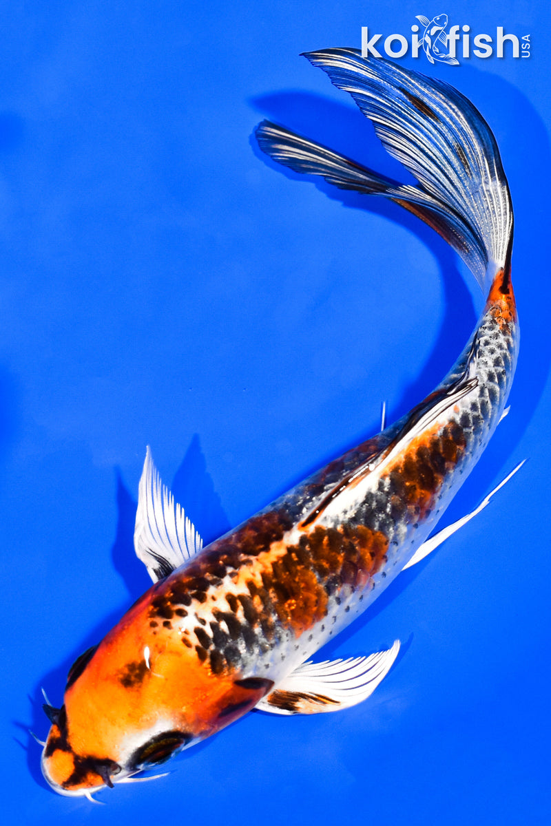 6.75" KUJAKU BUTTERFLY