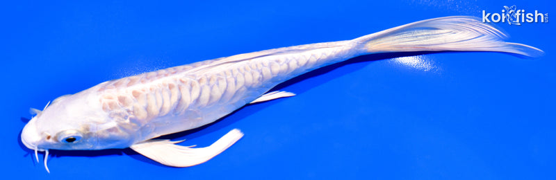 7.75" ARAGOKE PLATINUM OGON BUTTERFLY