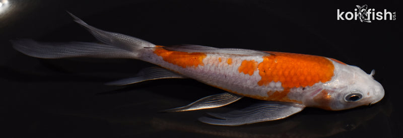 5.25" OCHIBA SHIGURE BUTTERFLY