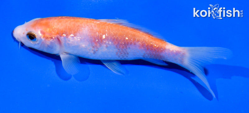 5" GINRIN KOHAKU