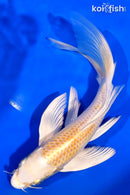 7.75" HARIWAKE BUTTERFLY