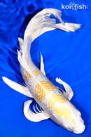 12.5" GINRIN HARIWAKE BUTTERFLY