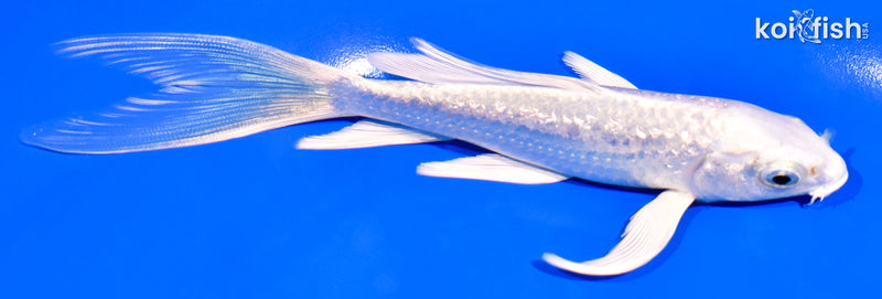 6.25" PLATINUM OGON BUTTERFLY