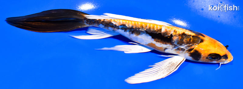 7.75" KIN KIKOKURYU BUTTERFLY