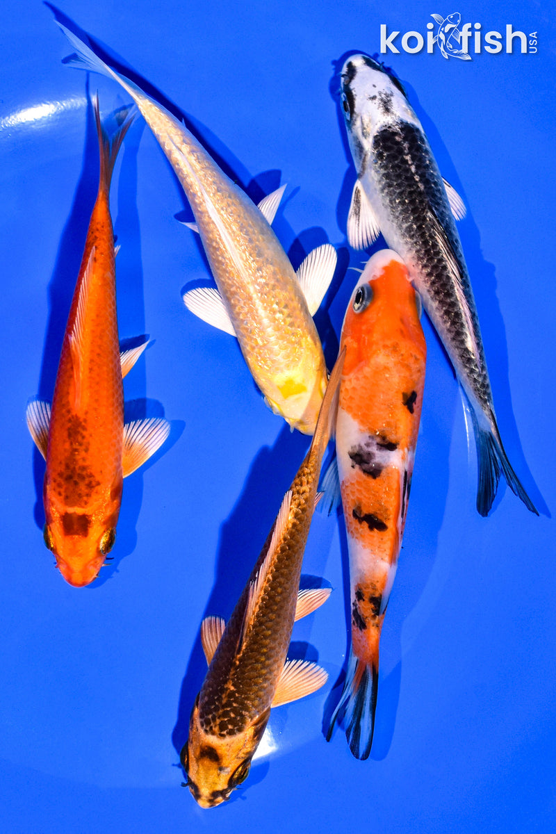 PACK OF (5) 4-5" STANDARD KOI