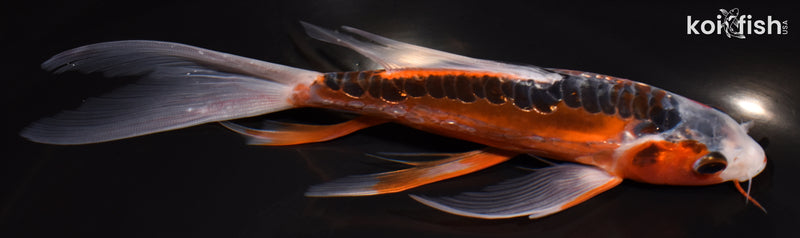 7.5" HI SHUSUI BUTTERFLY