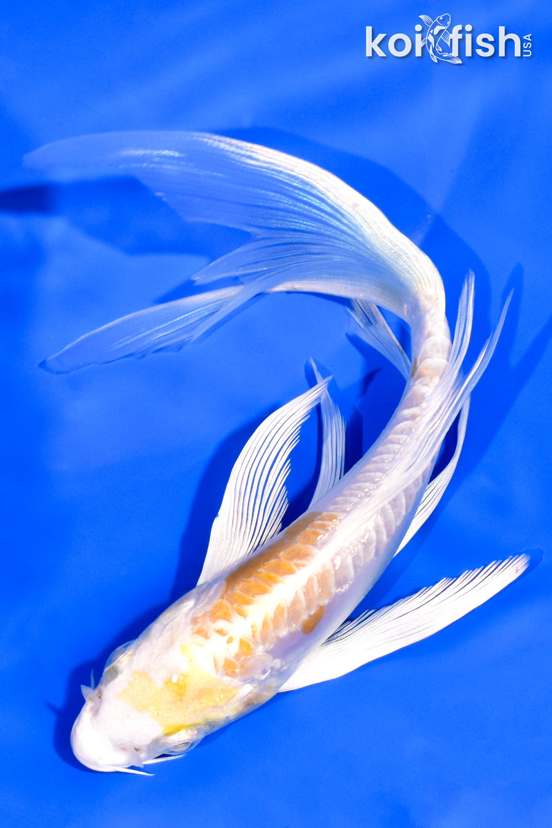 6.5" DOITSU HARIWAKE BUTTERFLY