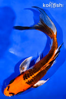 7.25" KUJAKU BUTTERFLY