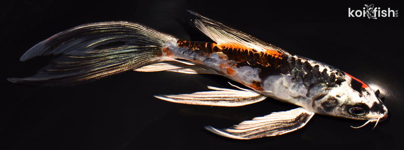 8" ARAGOKE BENI KIKOKURYU BUTTERFLY