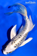 6" ARAGOKE GIN MATSUBA BUTTERFLY