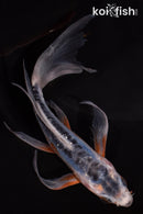 5.25" HI SHUSUI BUTTERFLY