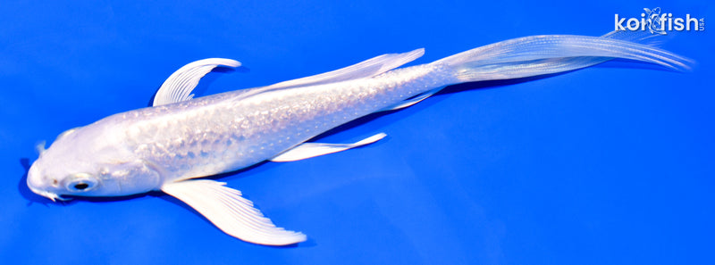 6.25" PLATINUM OGON BUTTERFLY