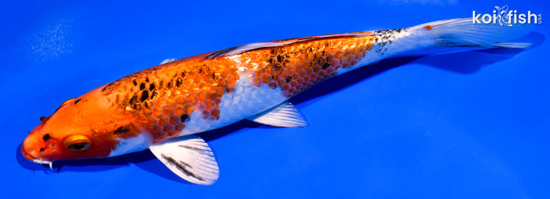7.5" GINRIN YAMATO NISHIKI