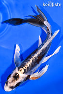 7.75" GINRIN BENI KIKOKURYU BUTTERFLY